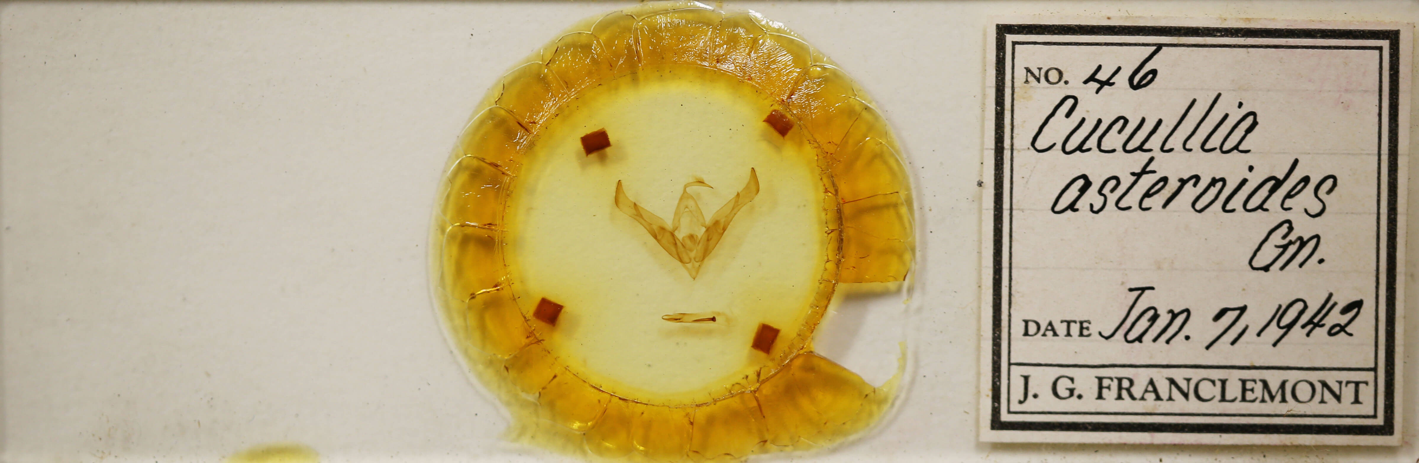 slide view of adult Cucullia asteroides