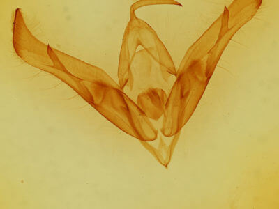 genitalia view of adult Cucullia asteroides