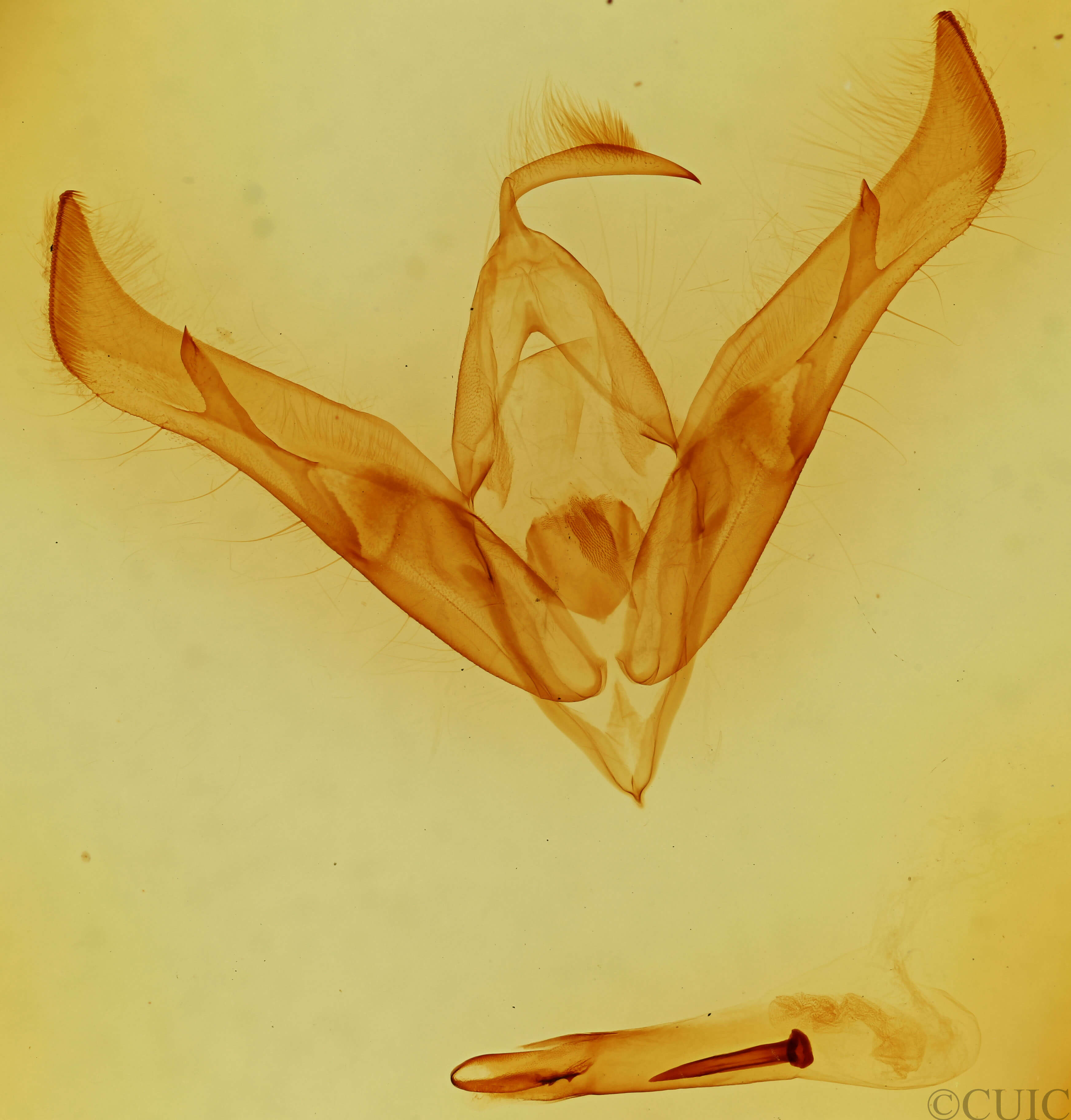 genitalia view of adult Cucullia asteroides