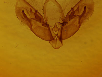 genitalia view of adult Diarsia rubifera