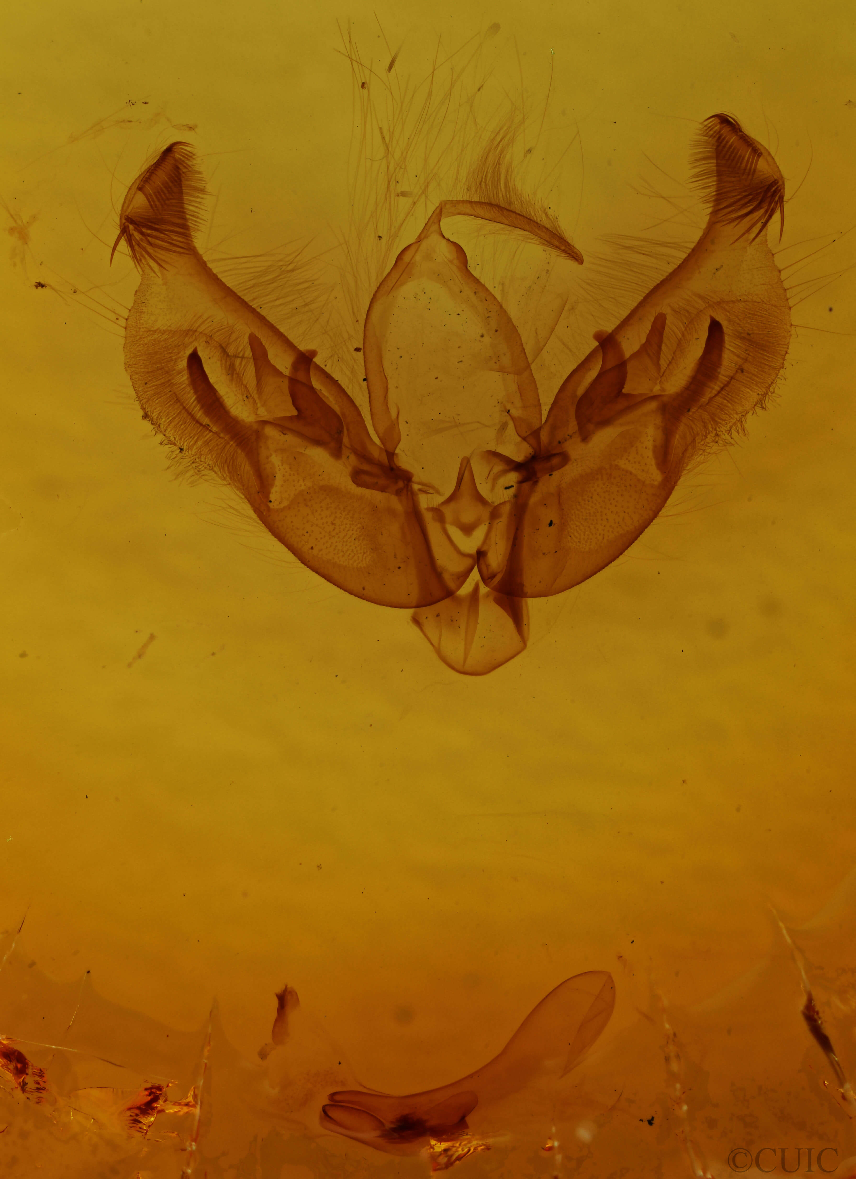 genitalia view of adult Diarsia rubifera