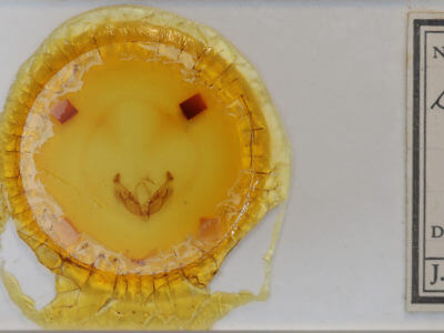 slide view of adult Diarsia rubifera