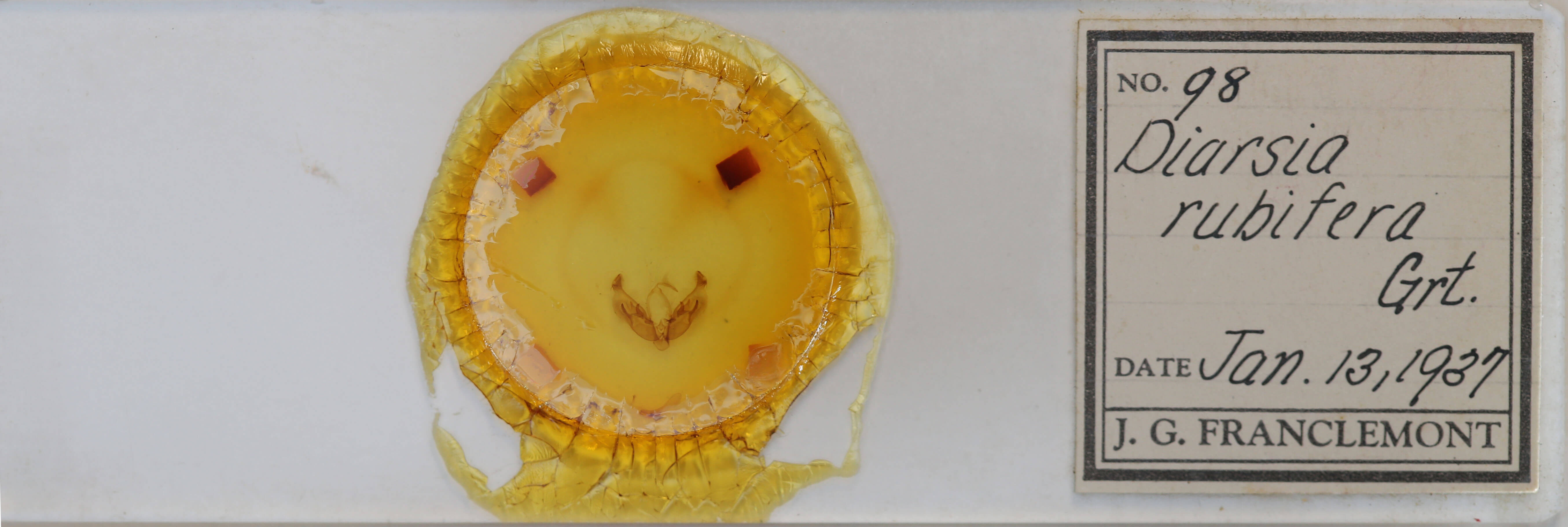 slide view of adult Diarsia rubifera