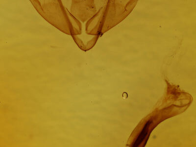 genitalia view of adult Dryotype opina