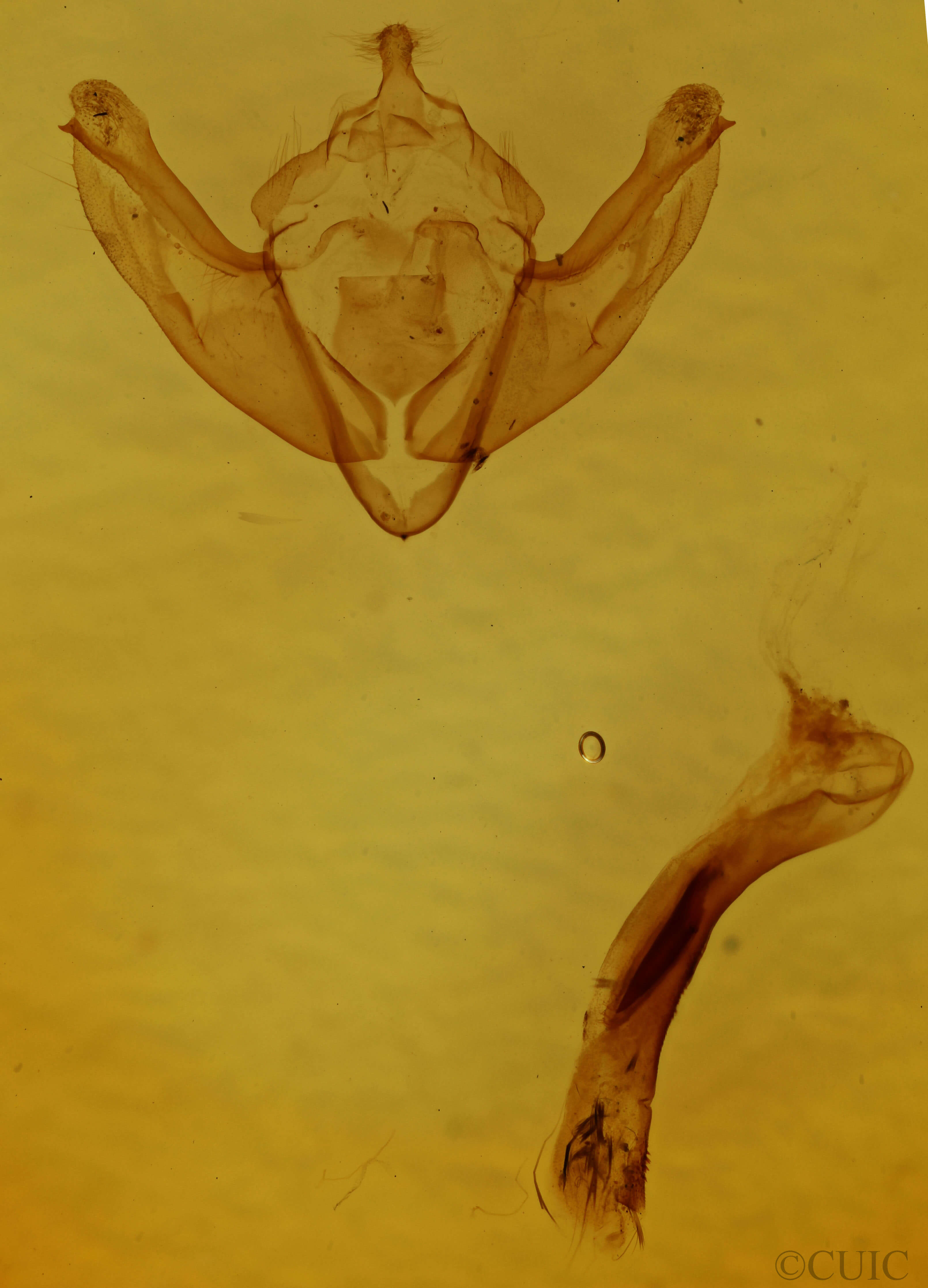 genitalia view of adult Dryotype opina