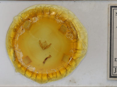 slide view of adult Dryotype opina