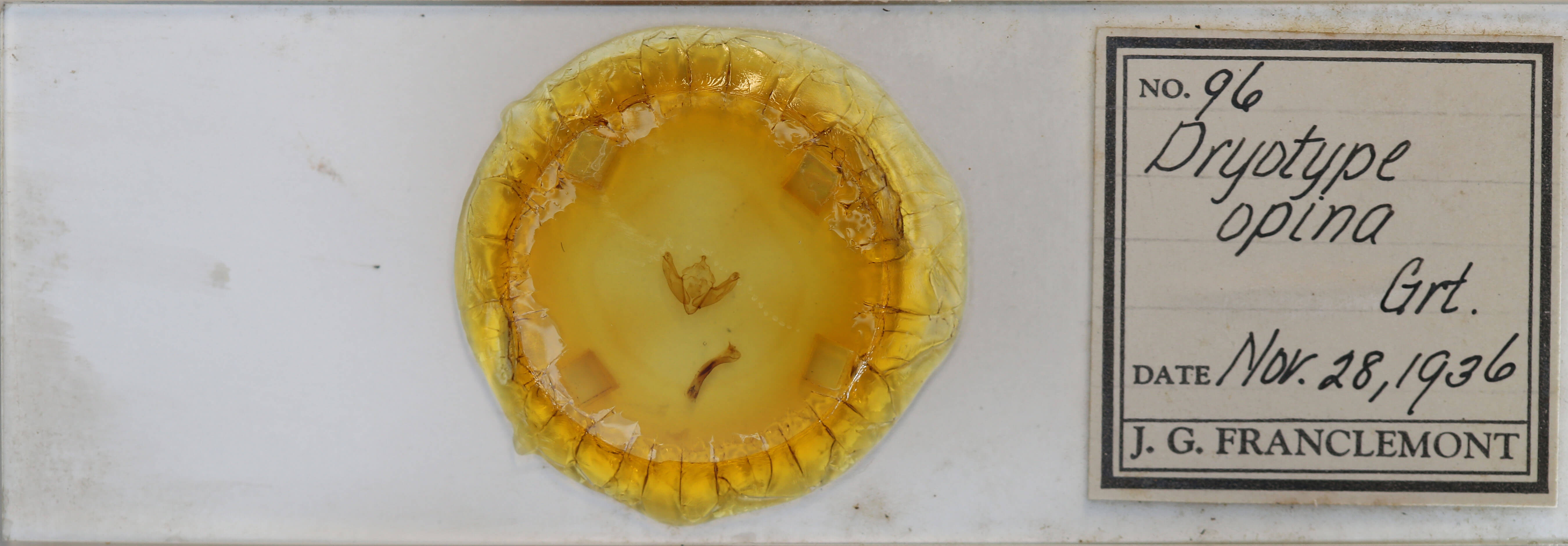 slide view of adult Dryotype opina