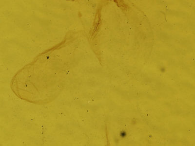 genitalia view of adult Eupsilia morrisoni