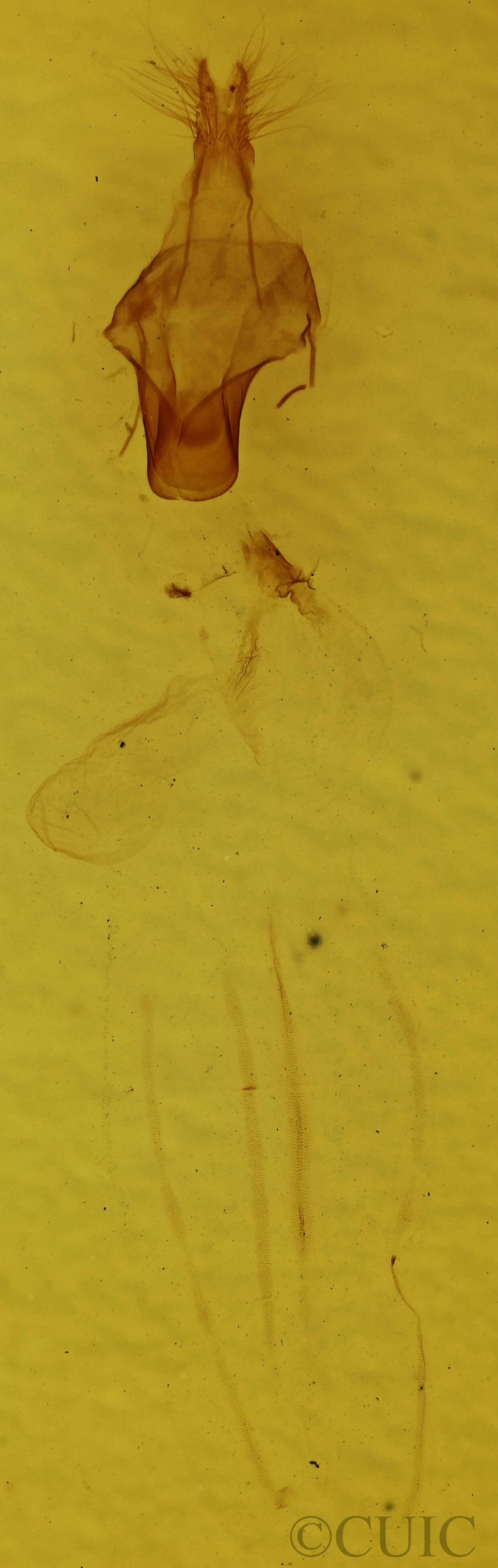 genitalia view of adult Eupsilia morrisoni