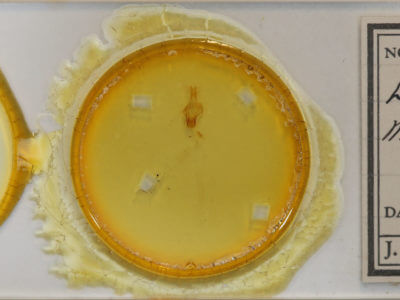 slide view of adult Eupsilia morrisoni