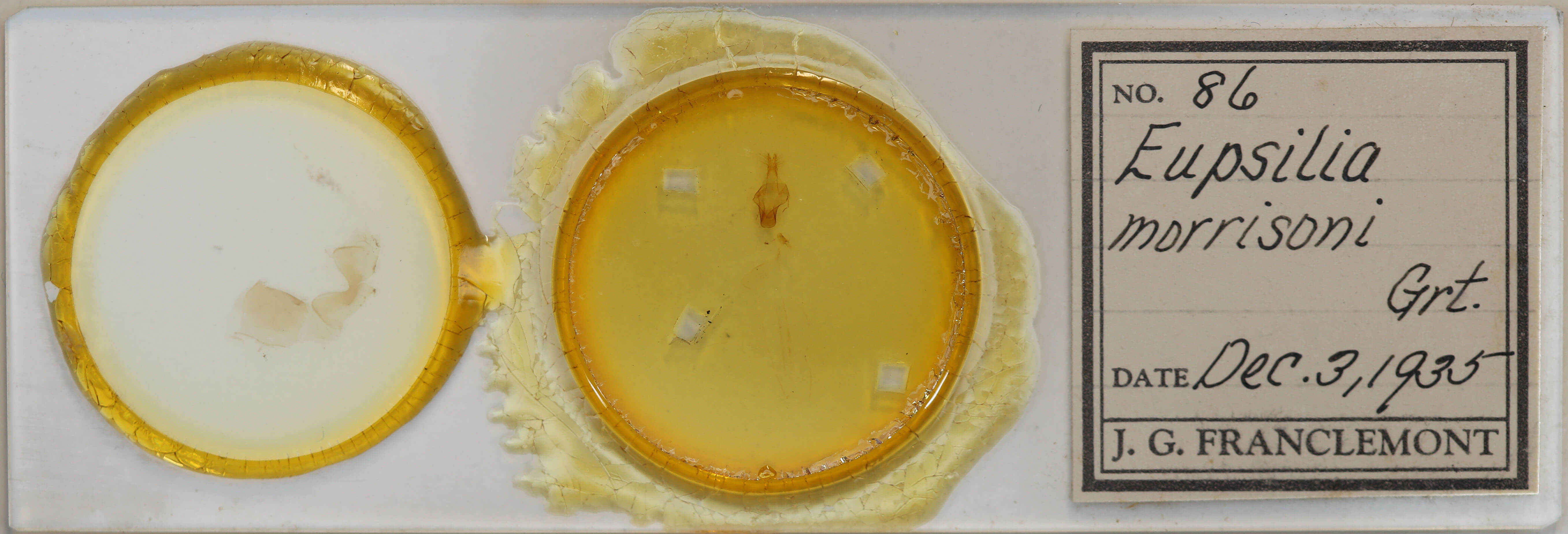 slide view of adult Eupsilia morrisoni