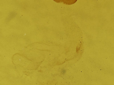 genitalia view of adult Eupsilia sidus