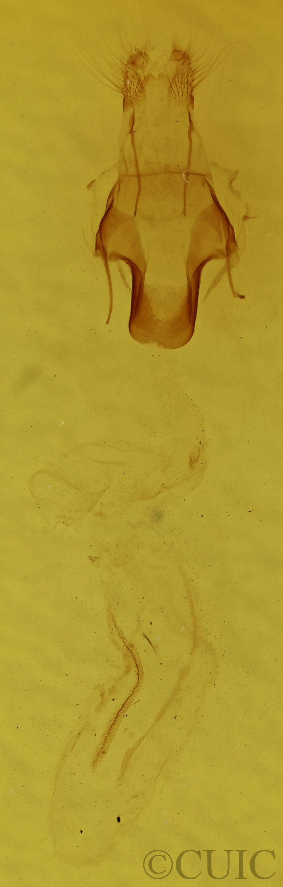 genitalia view of adult Eupsilia sidus