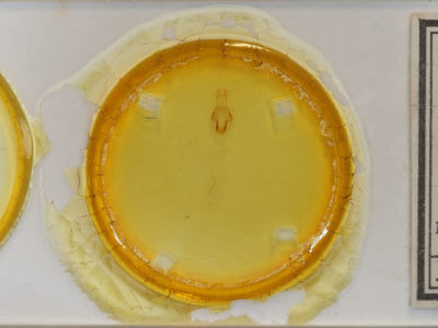 slide view of adult Eupsilia sidus