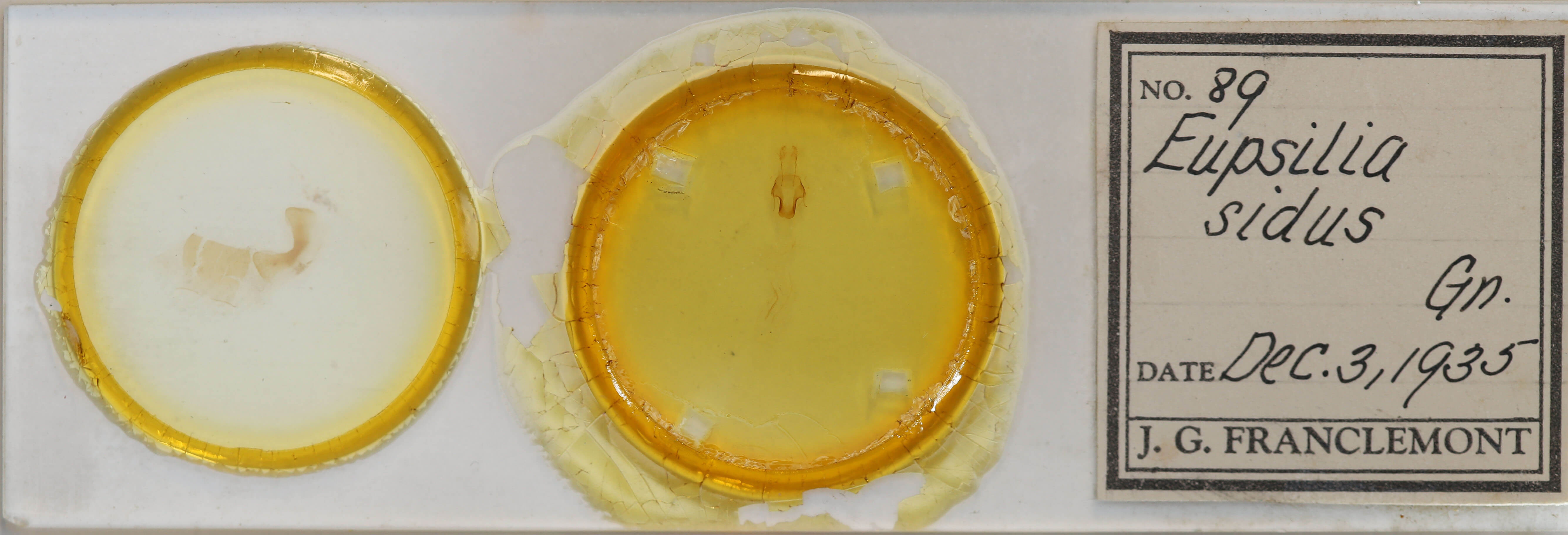 slide view of adult Eupsilia sidus