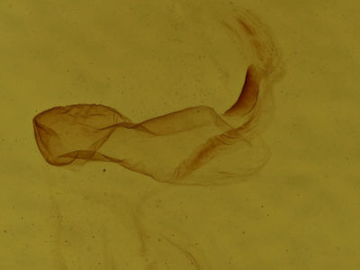 genitalia view of adult Eupsilia tristigmata