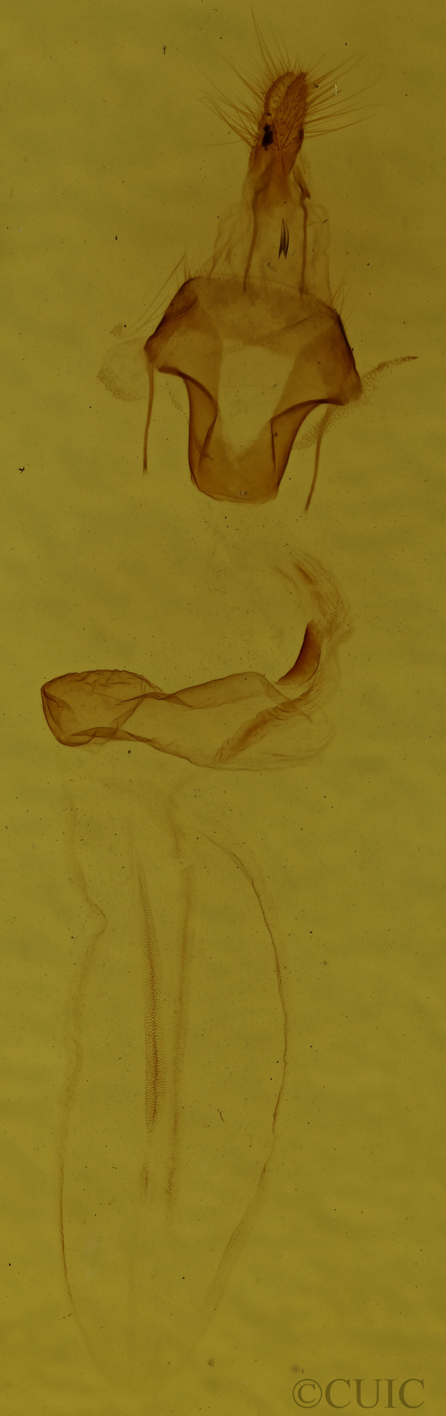 genitalia view of adult Eupsilia tristigmata