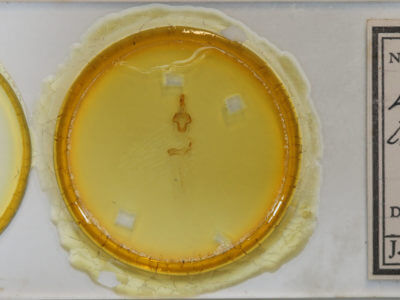 slide view of adult Eupsilia tristigmata