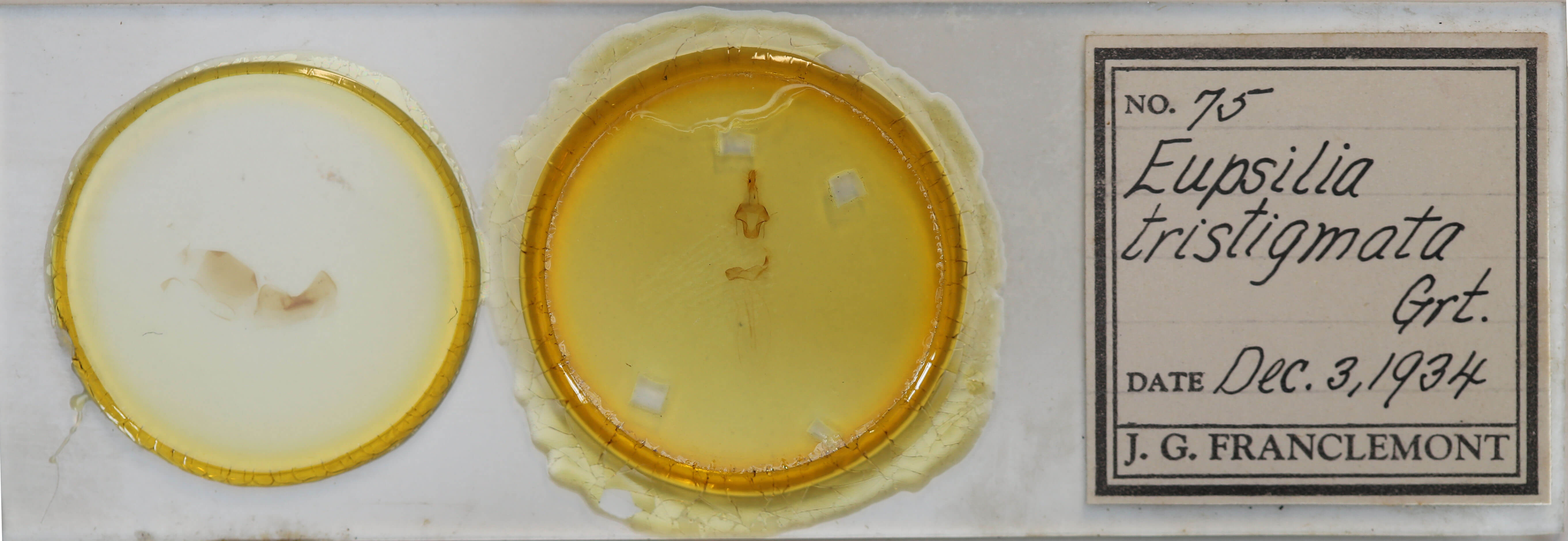 slide view of adult Eupsilia tristigmata