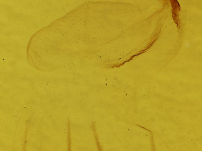 genitalia view of adult Eupsilia vinulenta