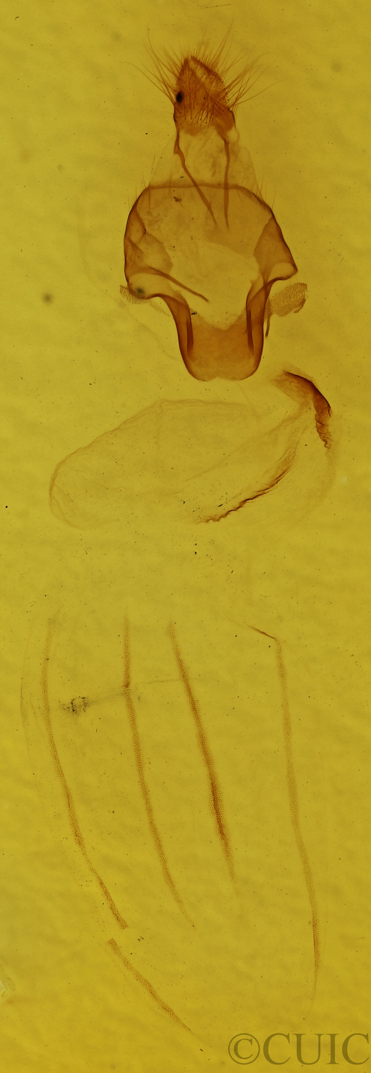 genitalia view of adult Eupsilia vinulenta