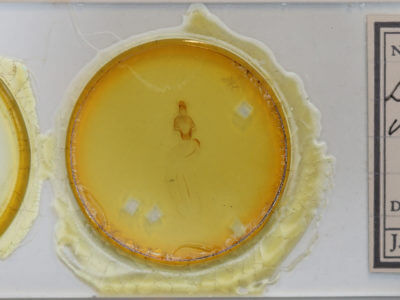 slide view of adult Eupsilia vinulenta