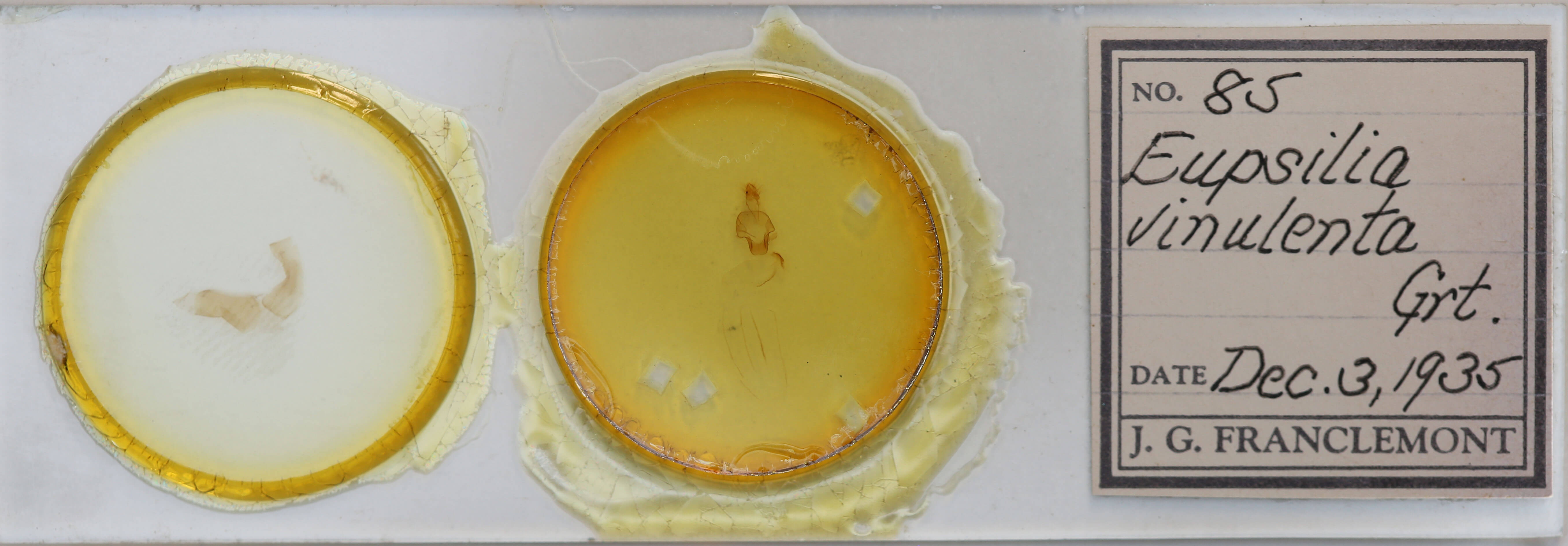 slide view of adult Eupsilia vinulenta