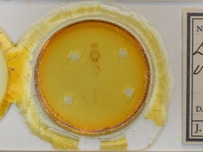 slide view of adult Eupsilia vinulenta