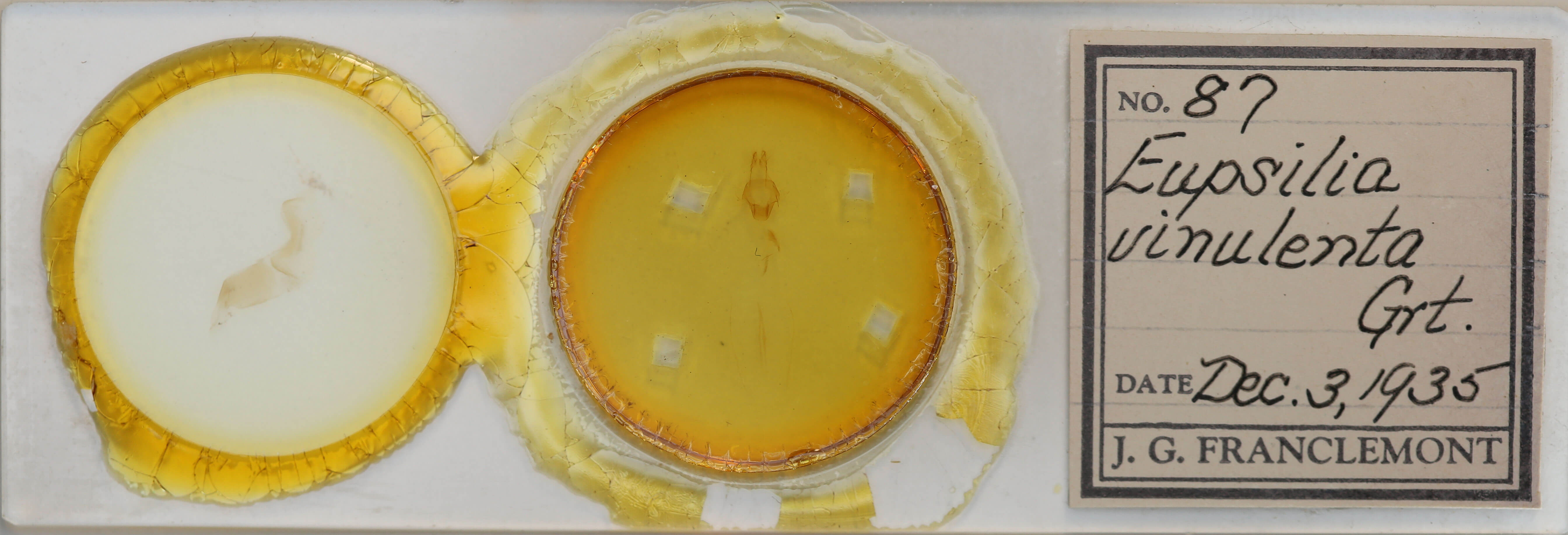 slide view of adult Eupsilia vinulenta