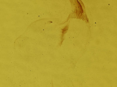 genitalia view of adult Eupsilia vinulenta