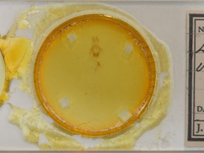 slide view of adult Eupsilia vinulenta