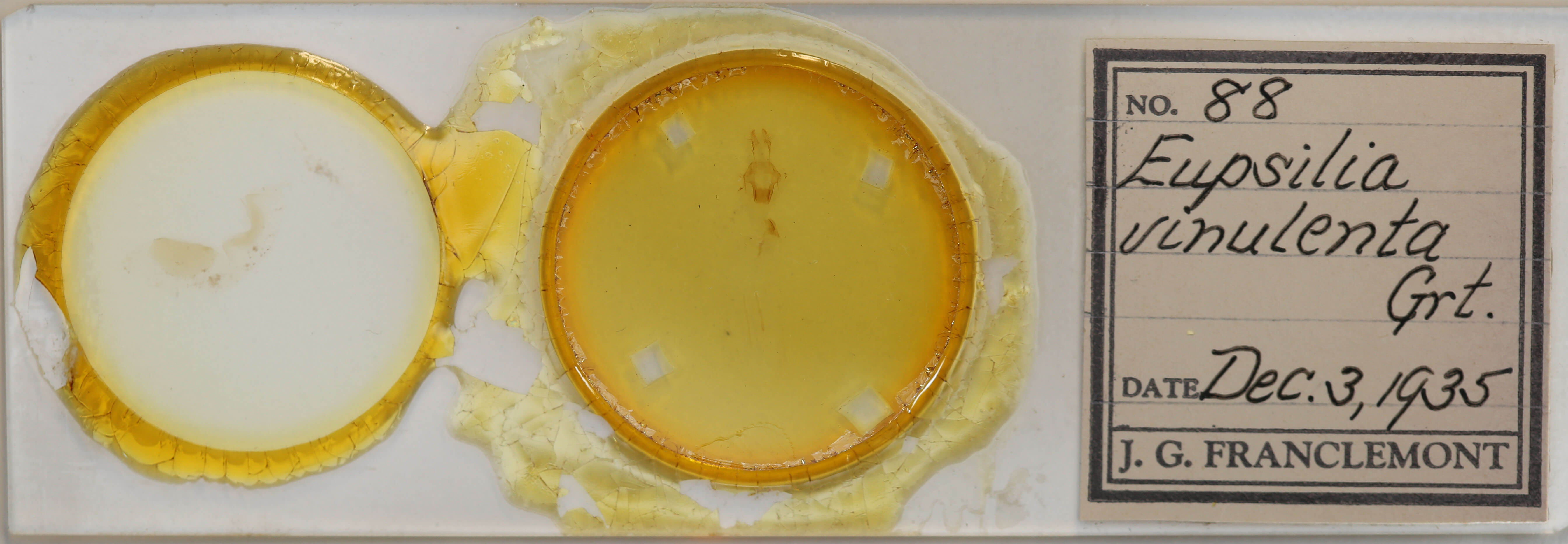 slide view of adult Eupsilia vinulenta