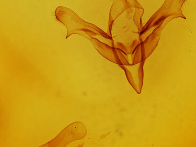 genitalia view of adult Feralia major