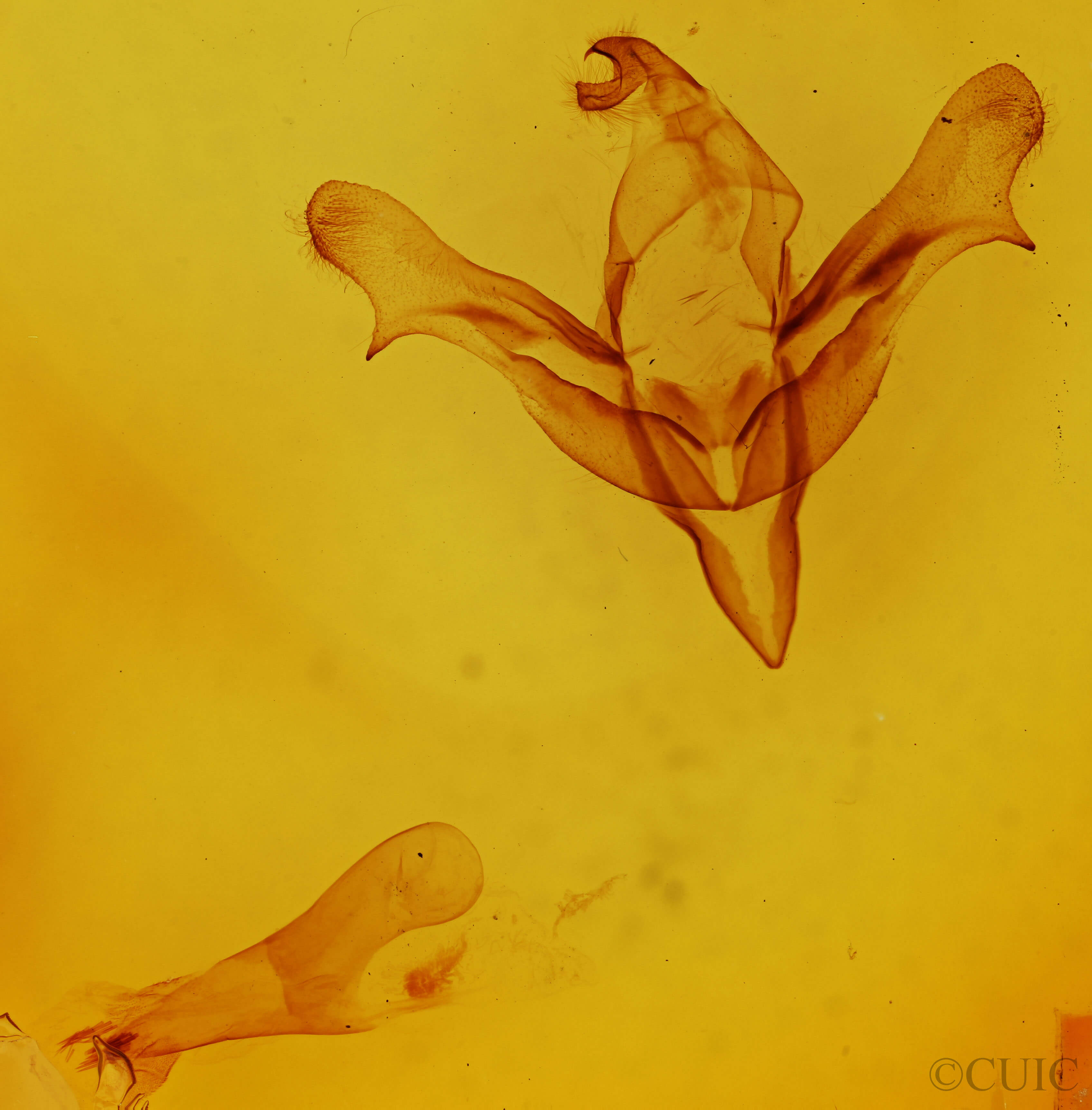 genitalia view of adult Feralia major