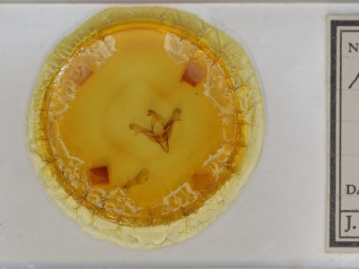 slide view of adult Feralia major