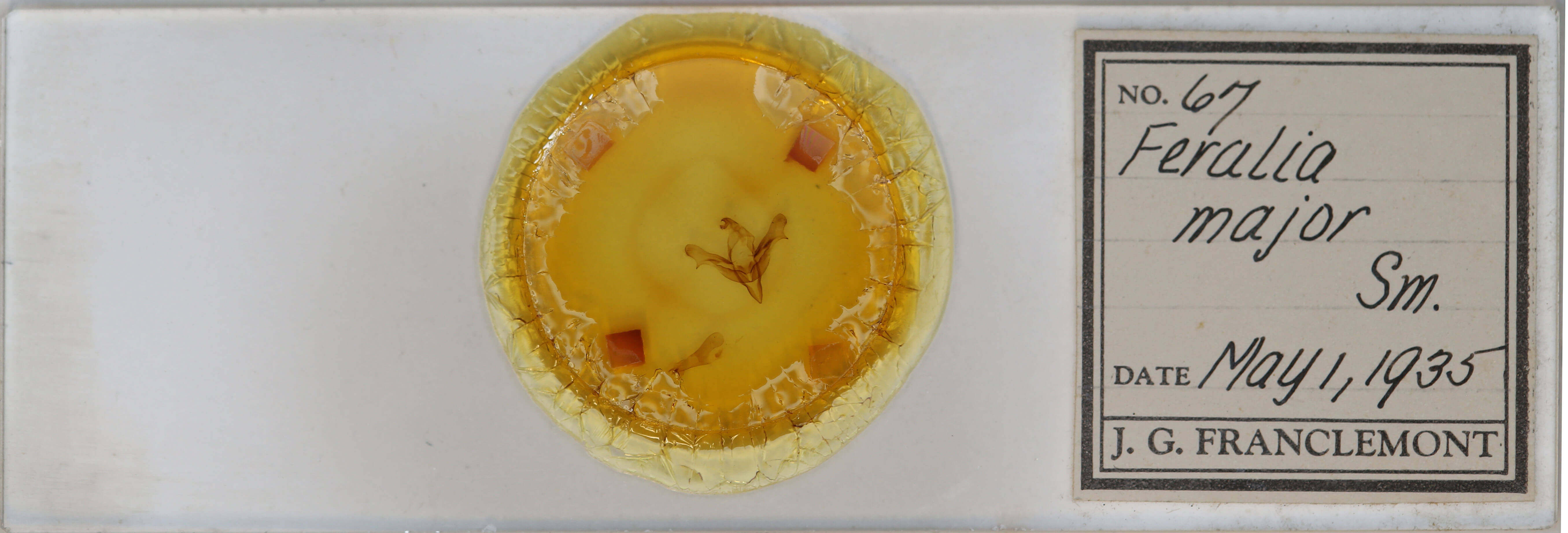 slide view of adult Feralia major