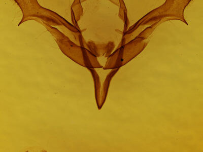 genitalia view of adult Feralia major