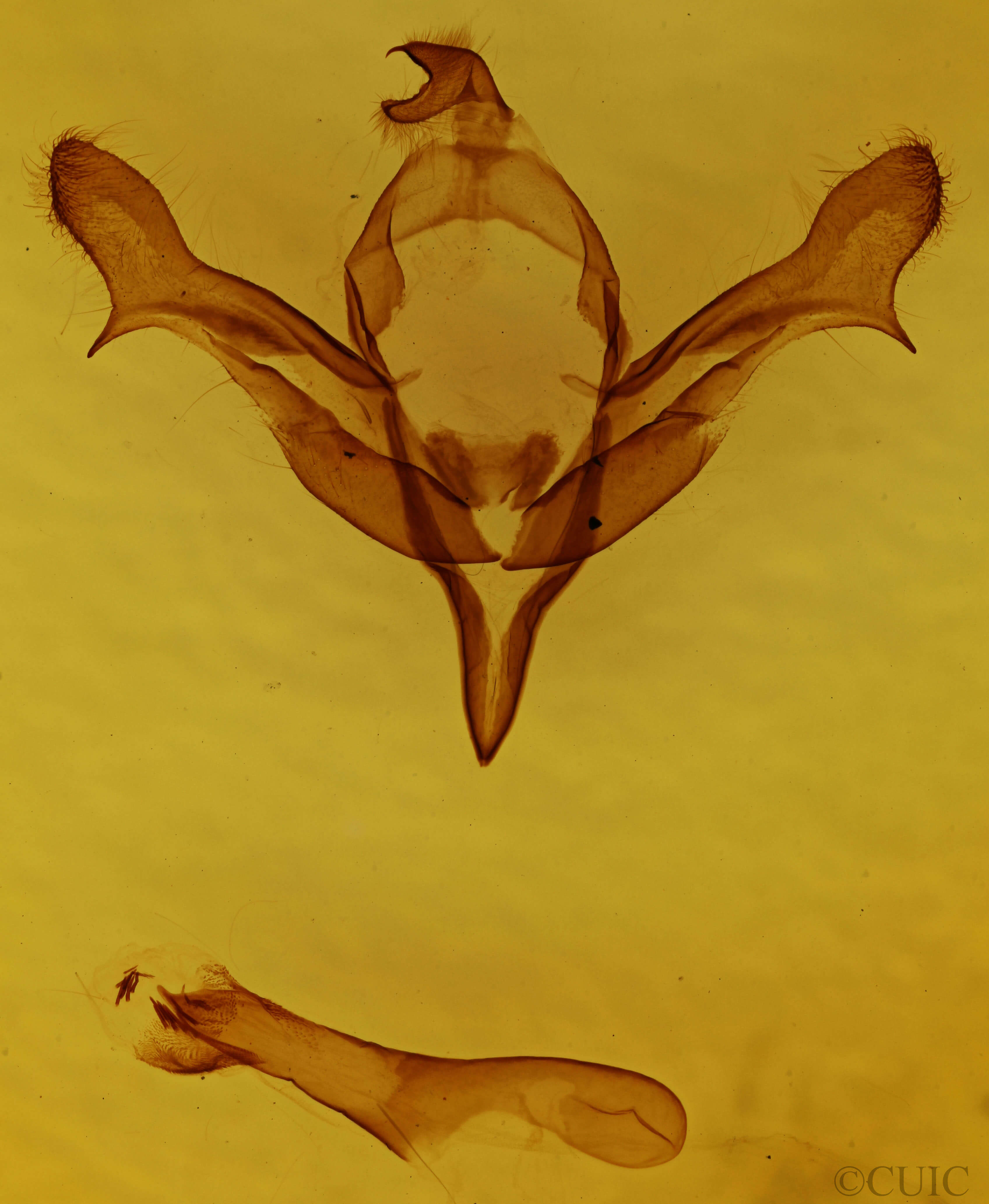 genitalia view of adult Feralia major