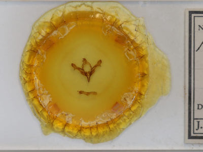 slide view of adult Feralia major