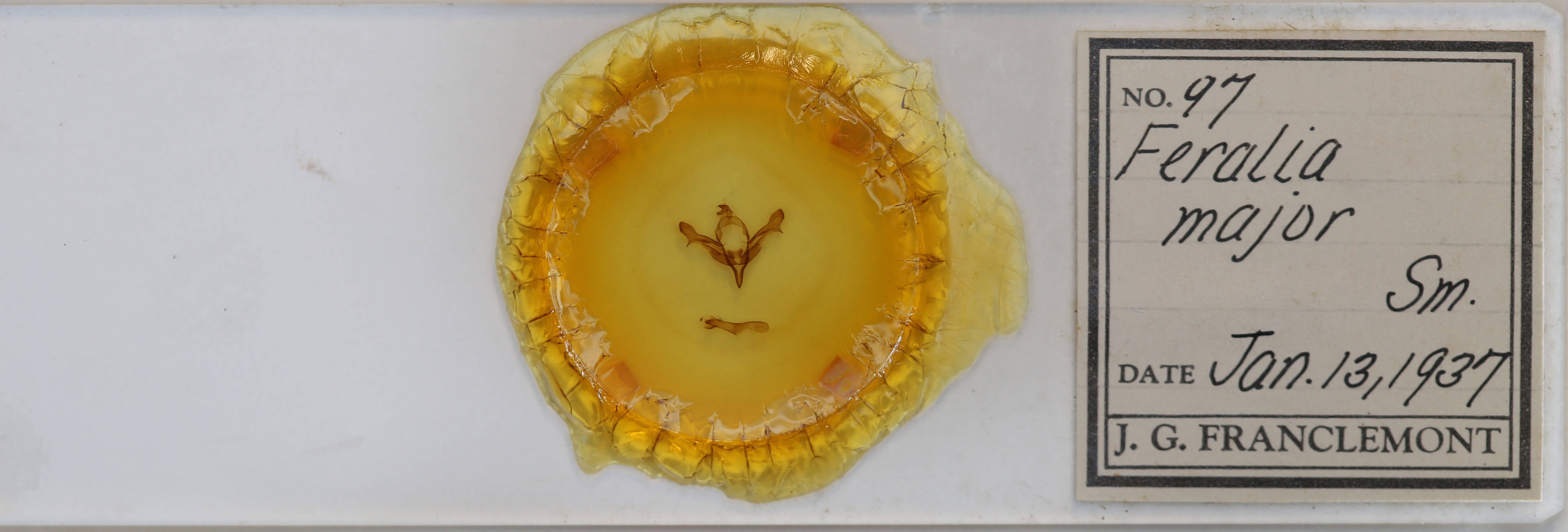 slide view of adult Feralia major