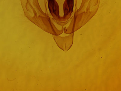 genitalia view of adult Lacinipolia vicina