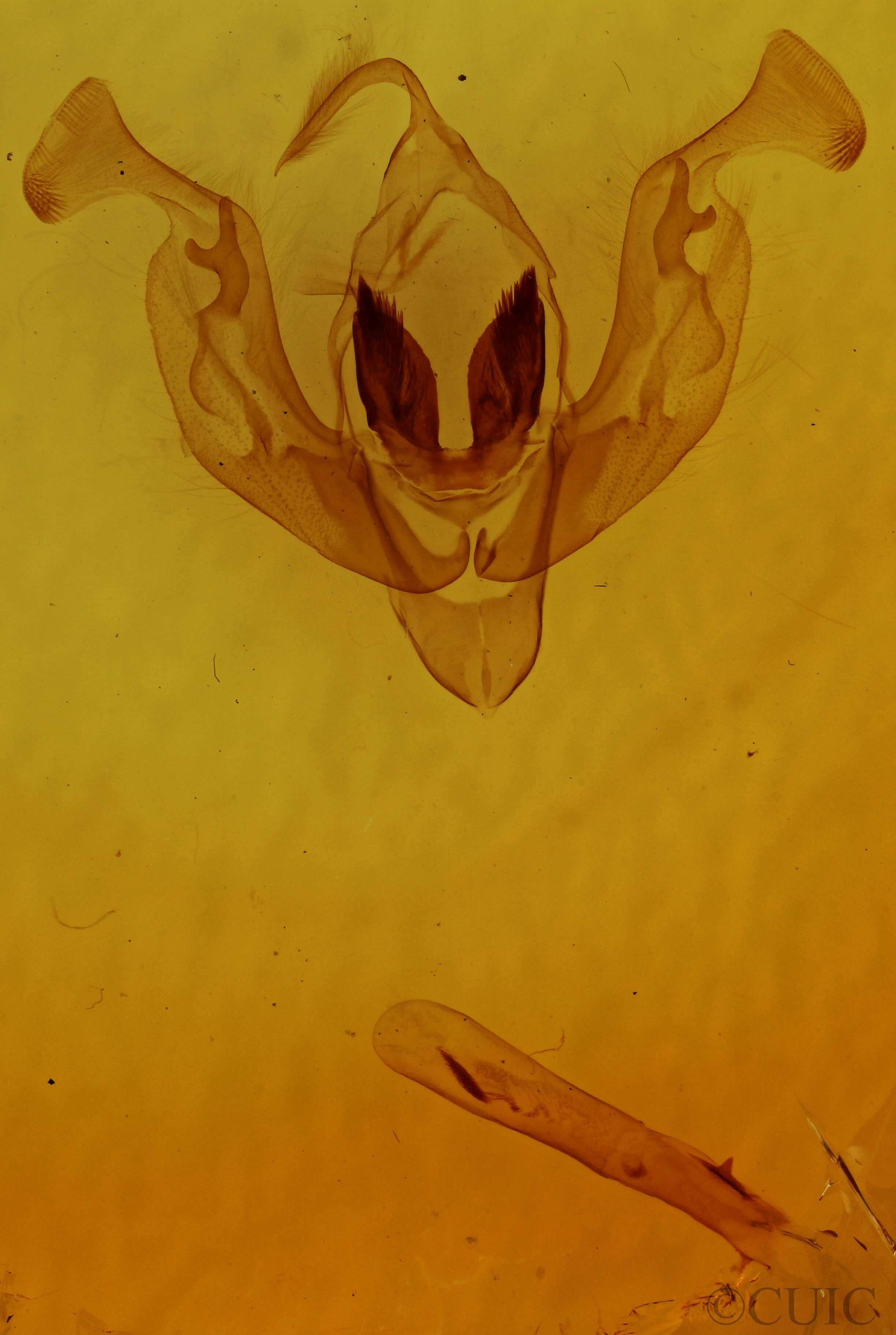 genitalia view of adult Lacinipolia vicina