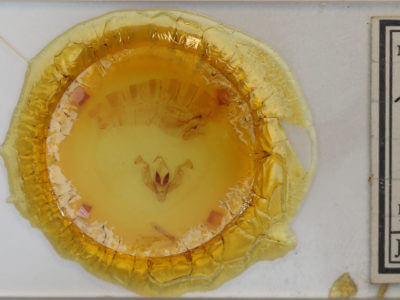 slide view of adult Lacinipolia vicina