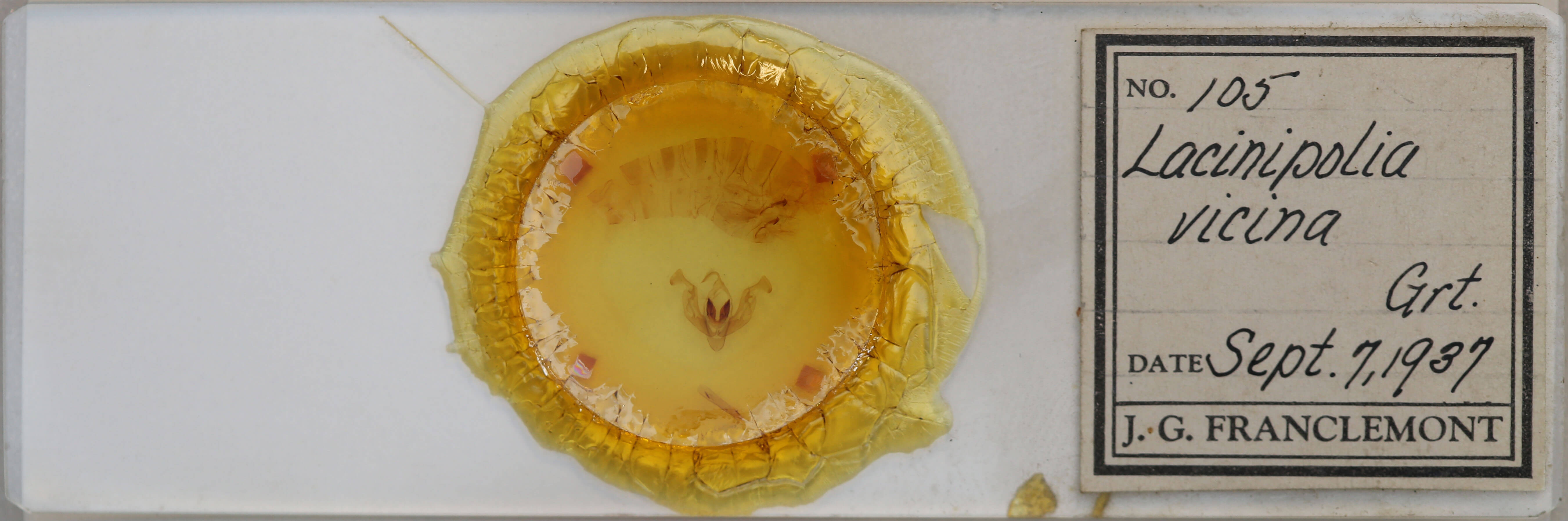 slide view of adult Lacinipolia vicina