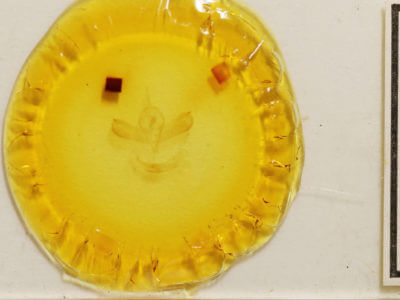 slide view of adult Lithomoia germana