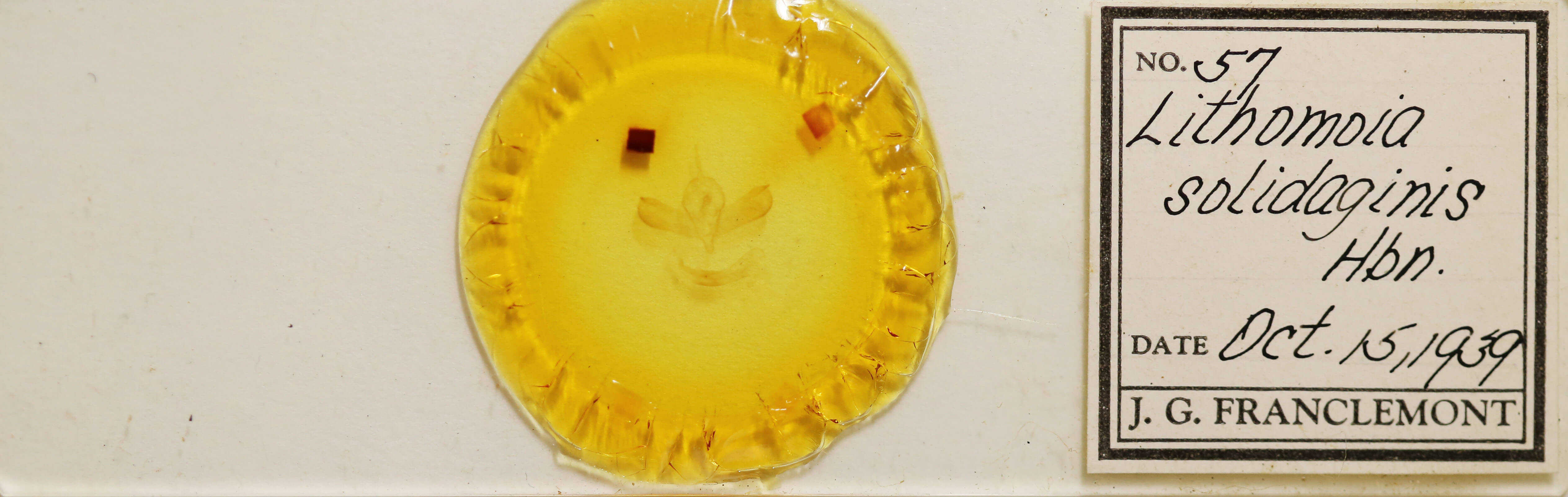 slide view of adult Lithomoia germana