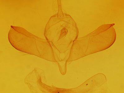 genitalia view of adult Lithomoia germana