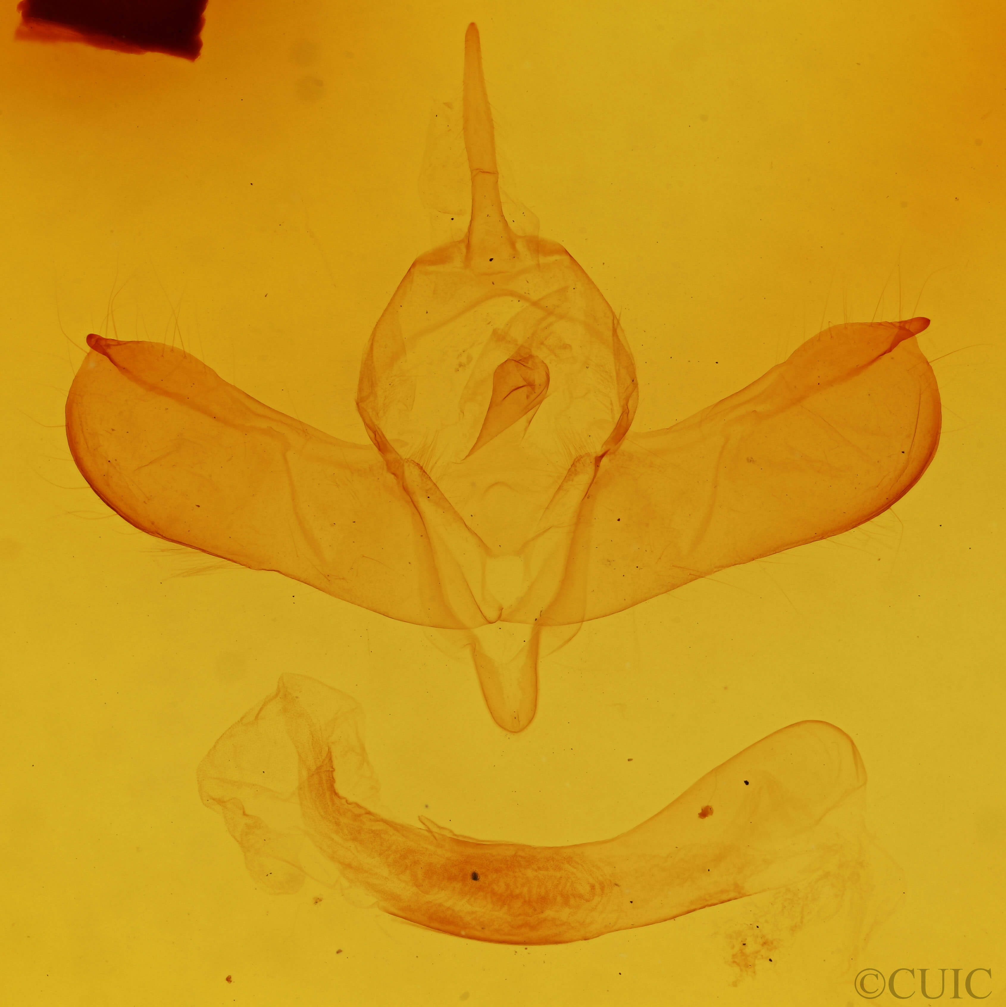 genitalia view of adult Lithomoia germana