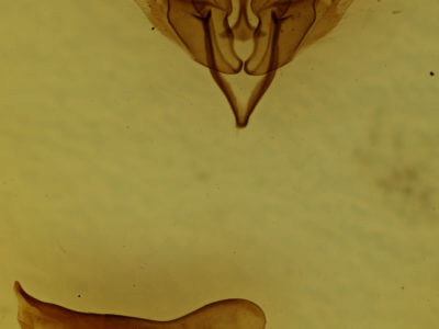 genitalia view of adult Lithophane contenta