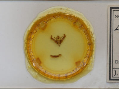 slide view of adult Lithophane contenta